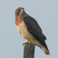 Swainson's Hawk